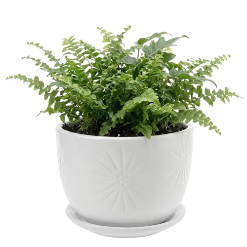 7 Inch Round White Ceramic Plant Pot with Drainage Hole and Attached Saucer