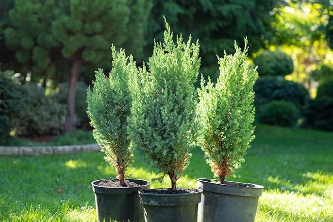 GARDENERA Premium Juniper Potting Soil Mix - Perfect Balance of Nutrients, Drainage, and Aeration for Healthy Juniper Trees - 20 Quart