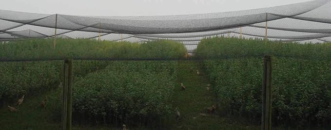 Poultry Netting 1" or 2" Mesh Heavy Knotted Nets Aviary Gamefowl Quail Chicken Bird Block Net Long Lasting Break/Burst 85/245 lb Polyethylene 8-10 Year Lifespan (6' X 150', 1)