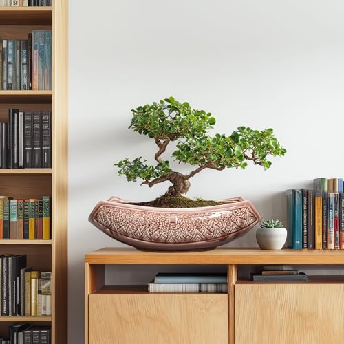 Large Bonsai Pots