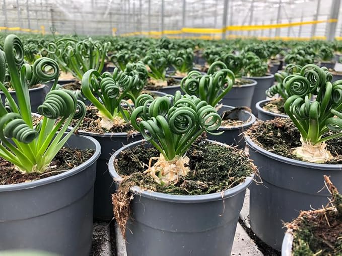 Gardenera Premium Albuca Spiralis Potting Soil Mix - Perfect Balance of Nutrients, Drainage, and Aeration for Thriving Blooms - 1 Quart