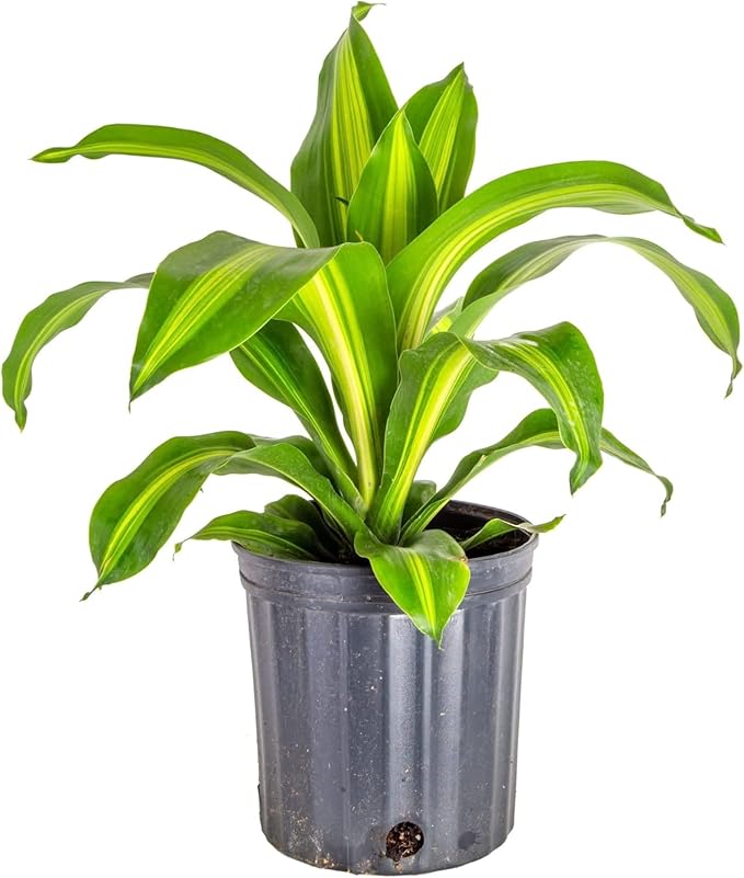 GARDENERA Premium Dracaena Potting Soil Mix - (5 Quart Bag)