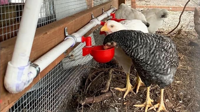 Chicken Waterer Cups, Automatic Chicken Drinkers, Chicken Water Dispenser,Poultry Drinker Set with Drill (Red, 24 Pack)