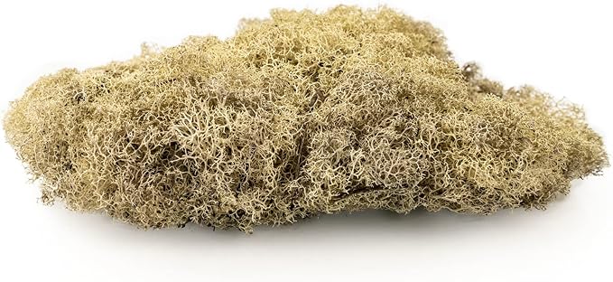 GARDENERA Premium Preserved Reindeer Moss for Potted Plants, Terrariums, Fairy Gardens, Arts and Crafts or Floral Decor Design in Natural (2 Quart Bag)