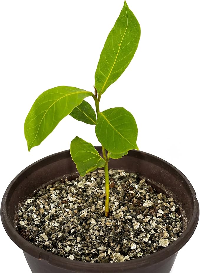 Gardenera Zamioculcas Potting Mix - Unlock Robust Growth and Striking Leaves with Our High-Performance Formula - 20 Quart